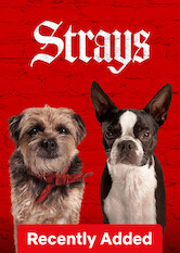 Kliknij by uzyskać więcej informacji | Netflix: Strays / Spuszczone ze smyczy | Porzucony szczeniak dołącza do grupy zadziornych psów, które postanawiają odstawić go do domu i zemścić się na jego nieodpowiedzialnym właścicielu.