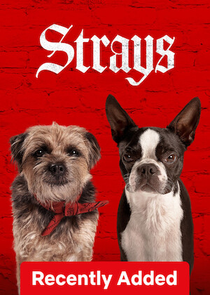Netflix: Strays | <strong>Opis Netflix</strong><br> Porzucony szczeniak dołącza do grupy zadziornych psów, które postanawiają odstawić go do domu i zemścić się na jego nieodpowiedzialnym właścicielu. | Oglądaj film na Netflix.com